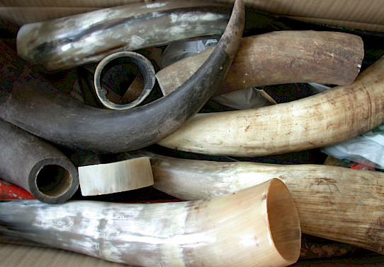Horn